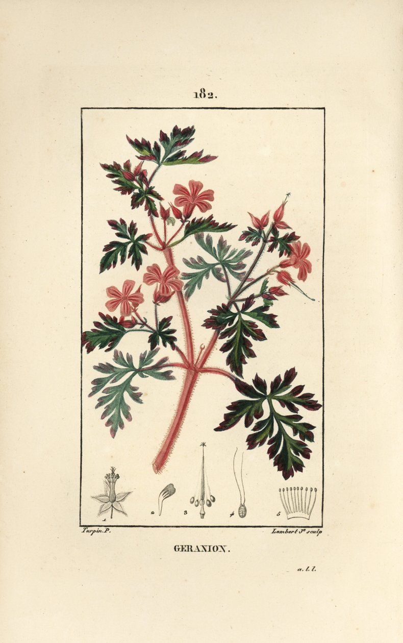Geranium grass a Robert - Hert Robert, Geranium robertianum.小Lambert根据Pierre Jean-Francois Turpin的画作进行的手绘硬笔铜版画，出自Chaumeton, Poiret和Chamberet的《La Flore Medicale》，巴黎，Panckoucke 作者 皮埃尔·让·弗朗索瓦·特平