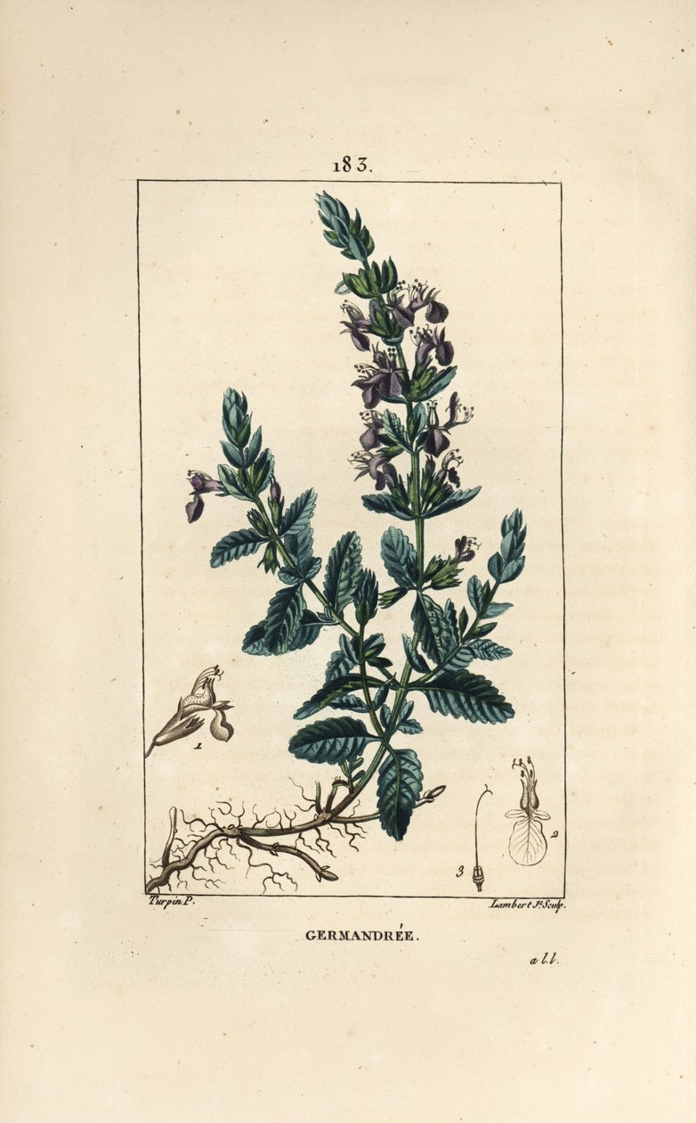 Germandree 小橡木 - Germander, Teucrium chamaedrys。 Lambert Junior 手绘点画铜版画，出自 Chaumeton、Poiret 和 Chamberet 的“La Flore Medicale”，巴黎，Panckoucke 的 Pierre Jean-Francois Turpin 的画作 作者 皮埃尔·让·弗朗索瓦·特平