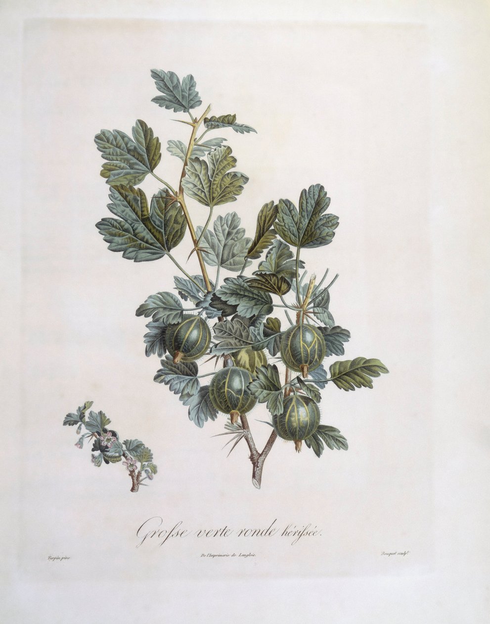 鹅莓（Ribes uva-crispa），亨利-路易斯-杜哈梅尔-杜蒙索，皮埃尔-让-弗朗索瓦-图尔班的植物图版 作者 皮埃尔·让·弗朗索瓦·特平