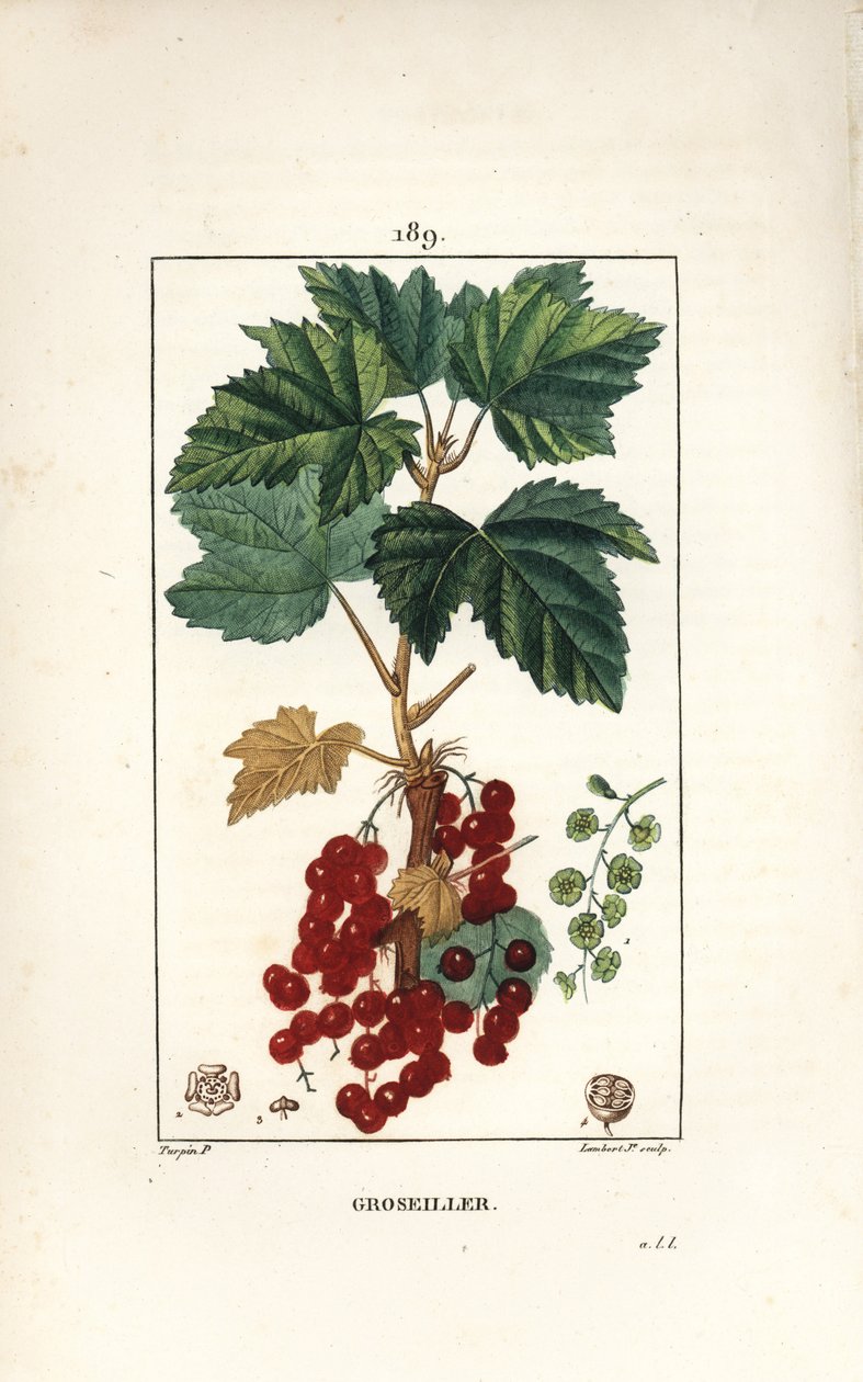 成串的鹅 - 红加仑，Ribes rubrum，有叶子、茎、果实和花。小兰伯特根据皮埃尔-让-弗朗索瓦-图尔平的画作进行的手绘立体铜版画，该画作出自肖梅顿、波尔和张贝的 "La Flore Medicale"。 作者 皮埃尔·让·弗朗索瓦·特平