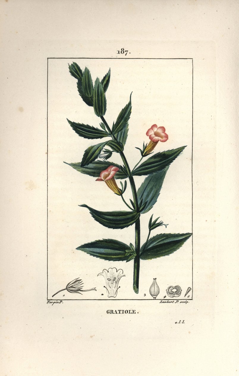 Gratiole officinale, or Grace de dieu, Grace au poor man, Petite digitale - Hedge hyssops, Gratiola officinalis.小兰伯特根据皮埃尔-让-弗朗索瓦-图尔平的画作进行的手绘立体铜版画，出自Chaumeton, Poiret and Chamberet。 作者 皮埃尔·让·弗朗索瓦·特平
