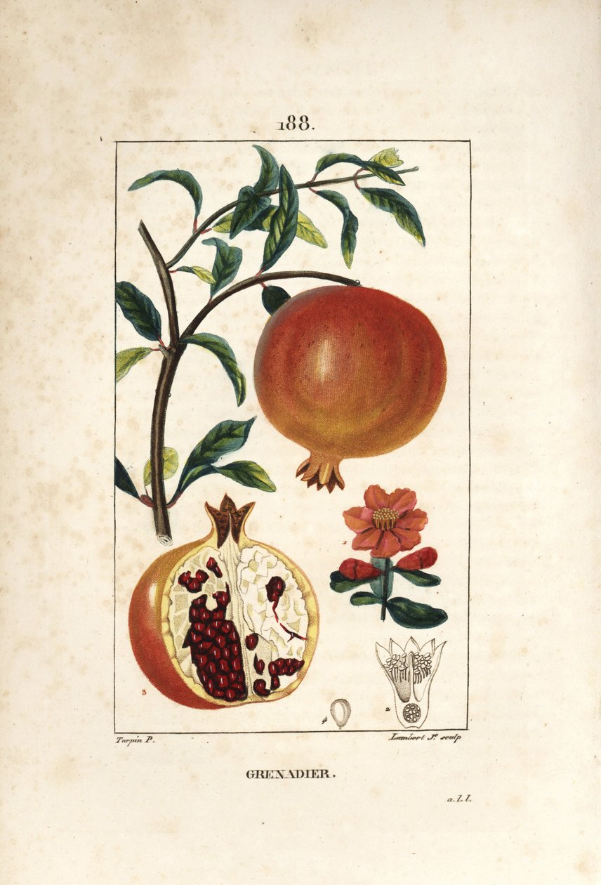 Grenadier - 石榴树，Punica granatum，有叶、花、果实和显示种子的果实剖面。小兰伯特根据皮埃尔-让-弗朗索瓦-图尔平的画作进行的手绘立体铜版画，出自肖梅顿、波尔特和张伯伦。 作者 皮埃尔·让·弗朗索瓦·特平
