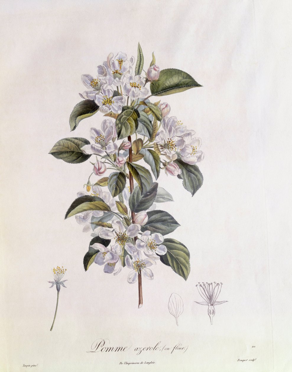 山楂(Crataegus azarolus)花 亨利-路易斯-杜哈梅尔-杜蒙索，皮埃尔-让-弗朗索瓦-图尔班的植物图版 作者 皮埃尔·让·弗朗索瓦·特平