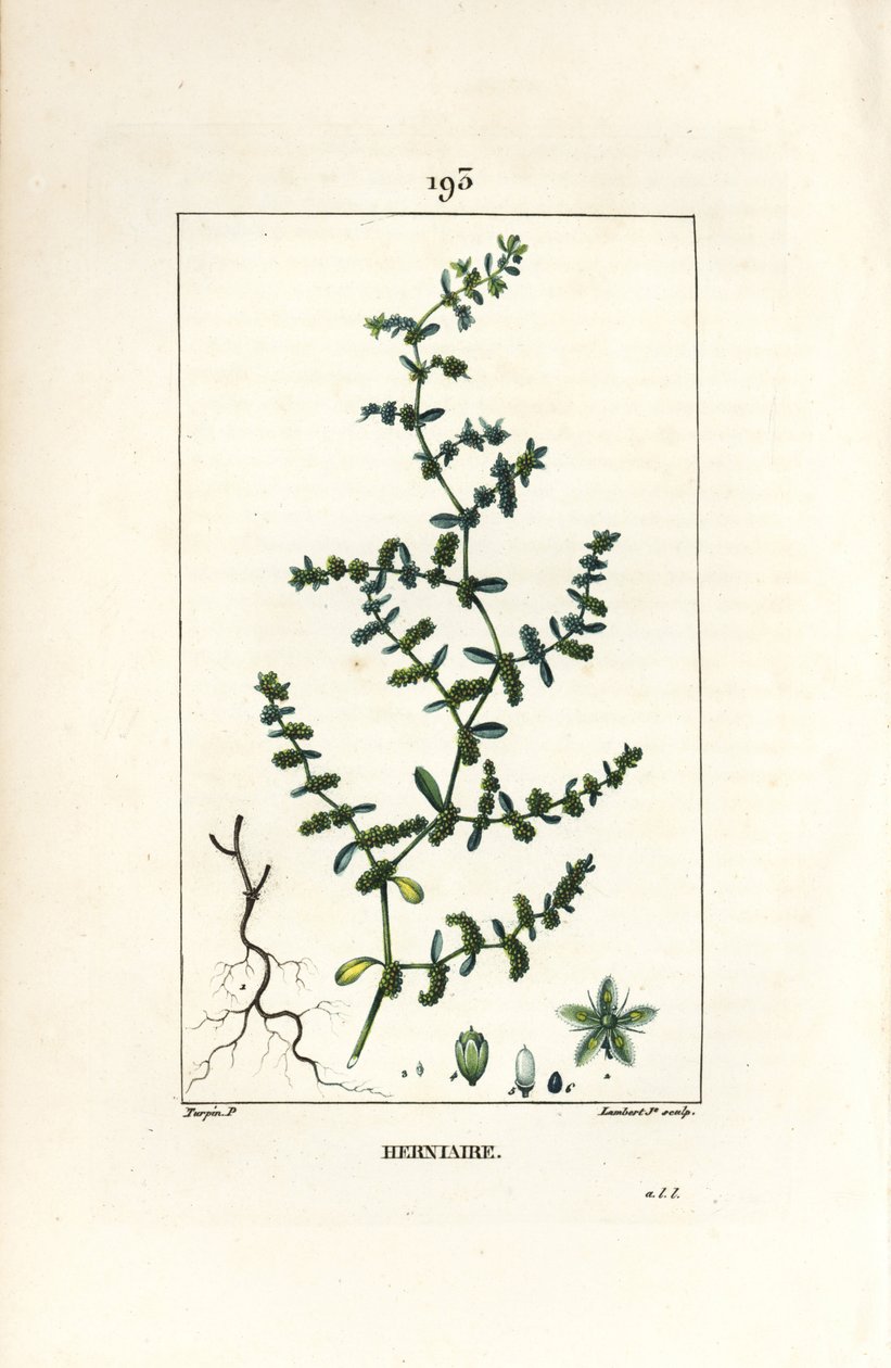 Herniary 无毛或 turquette - Rupture wort，Herniaria glabra。 Lambert Junior 手绘点画铜版画，出自 Chaumeton、Poiret 和 Chamberet 的“La Flore Medicale”，巴黎，Panckoucke 的 Pierre Jean-Francois Turpin 的画作 作者 皮埃尔·让·弗朗索瓦·特平