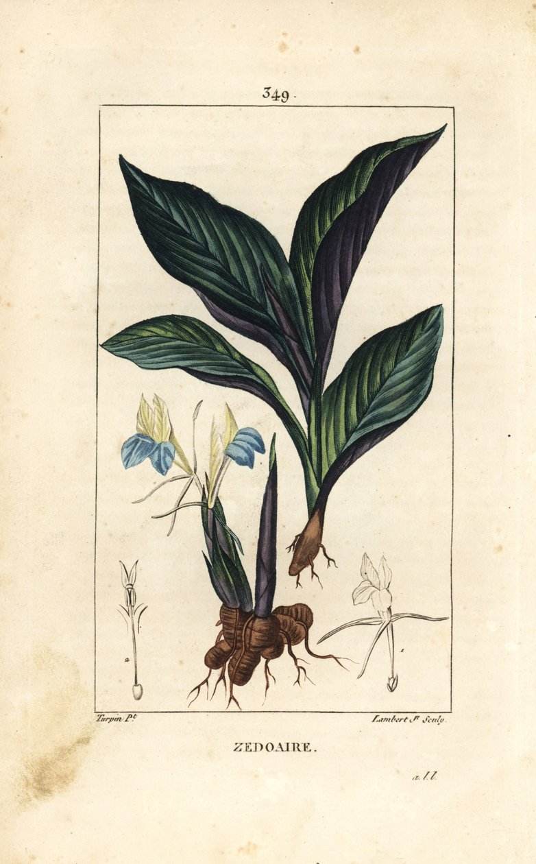 喜马拉雅红花--Zedoary，Koempferia rotunda，有花、叶、茎和根茎。小Lambert根据Pierre Jean-Francois Turpin的画作进行的手绘立体铜版画，该画作出自Chaumeton, Poiret和Chamberet的《La Flore Medicale》。 作者 皮埃尔·让·弗朗索瓦·特平