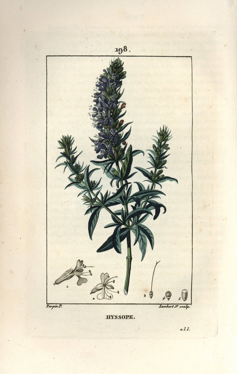 牛膝草或牛膝草 - 牛膝草，牛膝草。 Lambert Junior 手绘点画铜版画，来自 Chaumeton、Poiret 和 Chamberet 的“La Flore Medicale”，巴黎，Panckoucke 的 Pierre Jean-Francois Turpin 的画作 作者 皮埃尔·让·弗朗索瓦·特平