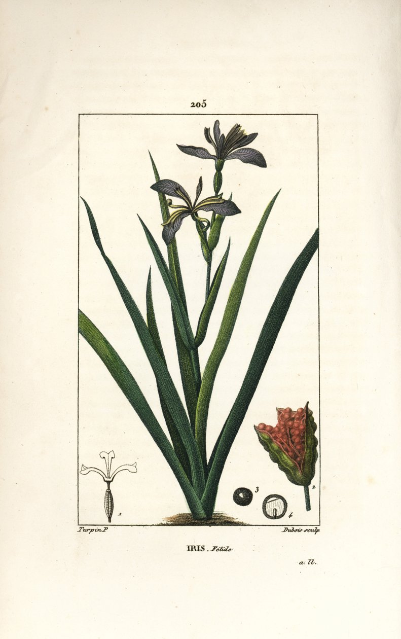 Iris fetide 或 iris leg, stinting iris - 臭鸢尾，Iris foetida，有花、叶和种子荚。 Dubois 手绘点画铜版画来自 Chaumeton、Poiret 和 Chamberet 的“La Flore Medi”的 Pierre Jean-Francois Turpin 的画作 作者 皮埃尔·让·弗朗索瓦·特平