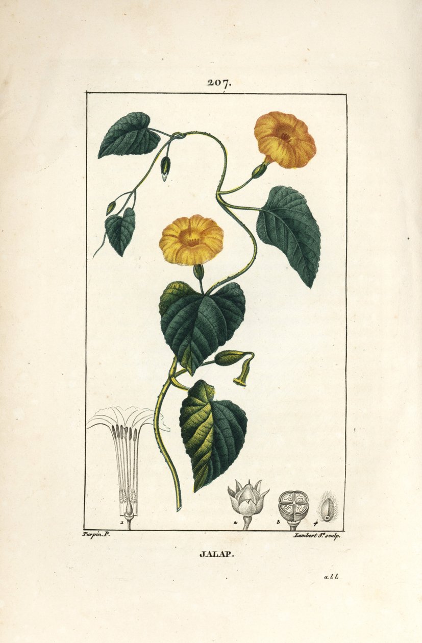 Jalap, Convolvulus jalappa.小Lambert根据Pierre Jean-Francois Turpin的画作进行的手绘硬笔铜版画，出自Chaumeton, Poiret和Chamberet的《La Flore Medicale》，巴黎，Panckoucke 作者 皮埃尔·让·弗朗索瓦·特平