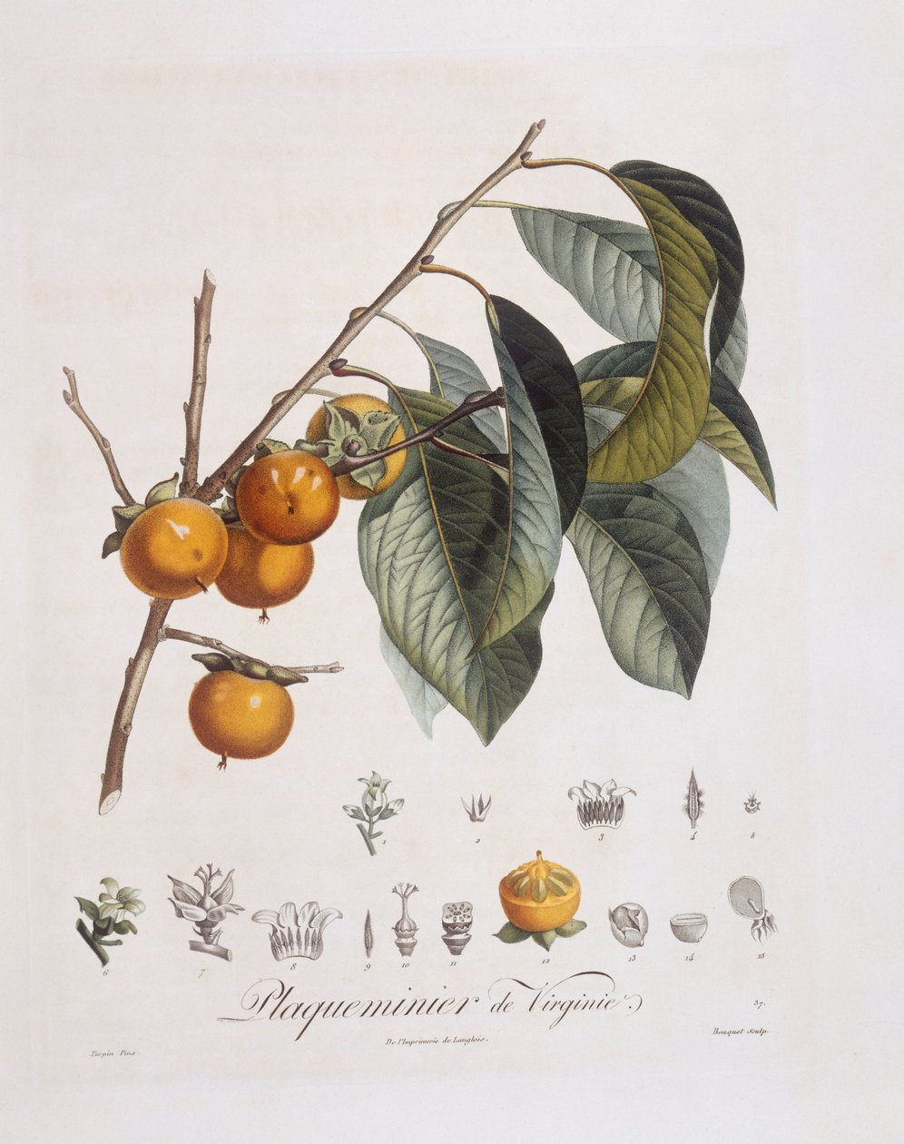 日本柿子或卡基（Diospyros kaki），亨利-路易斯-杜哈梅尔-杜蒙索，皮埃尔-让-弗朗索瓦-图尔班的植物图版 作者 皮埃尔·让·弗朗索瓦·特平