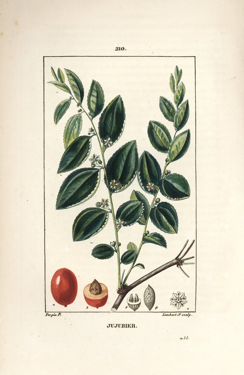 Jujubier 酊母 - 枣树，Rhamnus zizyphus，有花、叶和果实的部分。 Lambert Junior 手绘点画铜版画，来自 Chaumeton、Poiret 和 Chamberet 的“La Flore”的 Pierre Jean-Francois Turpin 的画作 作者 皮埃尔·让·弗朗索瓦·特平