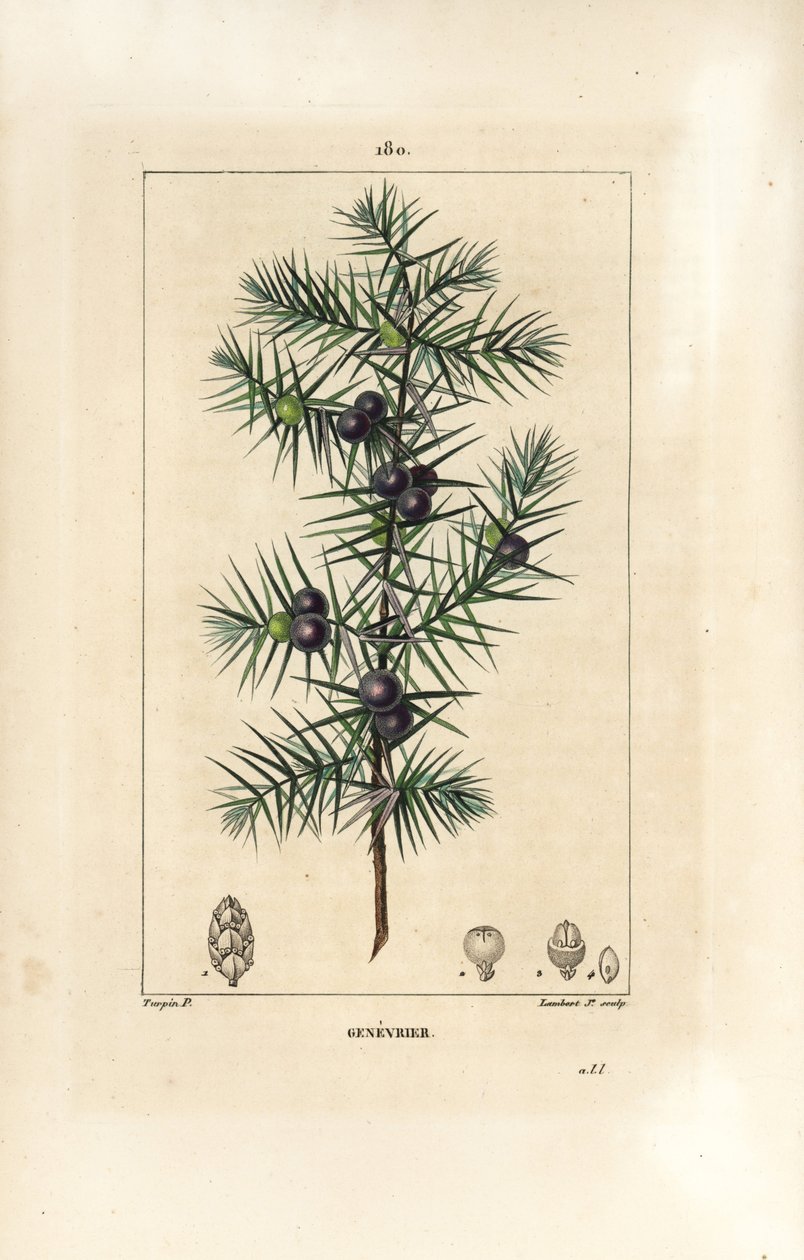 桧树，Juniperus vulgaris，显示叶子、浆果和树茎。小Lambert根据Pierre Jean-Francois Turpin的画作进行的手绘硬笔铜版画，该画作出自Chaumeton, Poiret和Chamberet的《La Flore Medicale》，巴黎，Panckoucke。 作者 皮埃尔·让·弗朗索瓦·特平