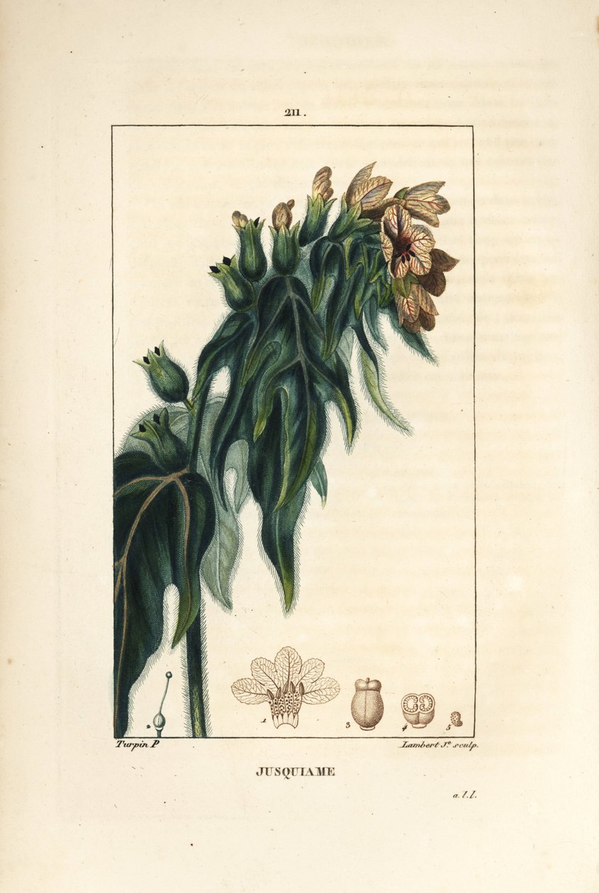 Jusquiame - Poison henbane、Hyoscyamus vulgaris、花、叶和种子。 Lambert Junior 手绘点画铜版画，出自 Chaumeton、Poiret 和 Chamberet 的“La Flore Medicale”，巴黎，Panckou 的 Pierre Jean-Francois Turpin 的画作 作者 皮埃尔·让·弗朗索瓦·特平