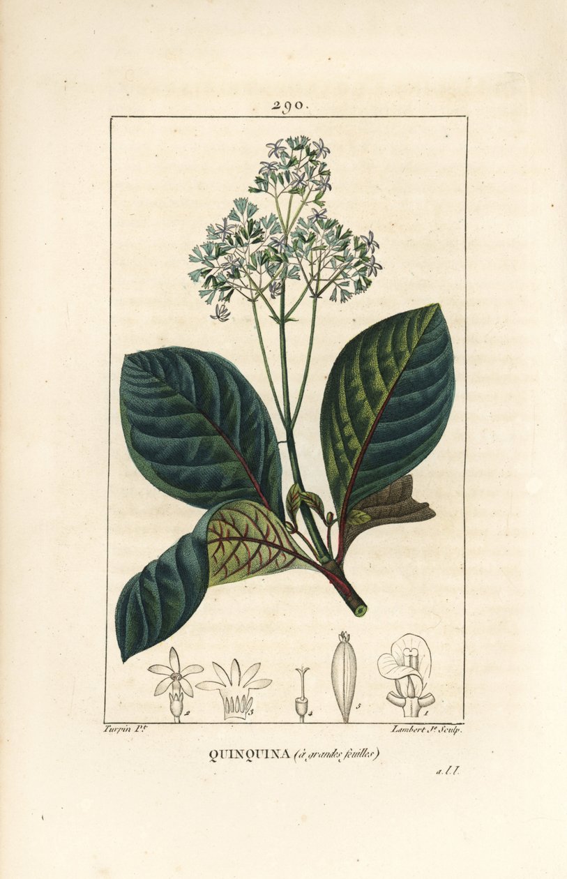 Ladenbergia oblongifolia（Cinchona magnifolia），有花、枝、叶和种子。小Lambert根据Pierre Jean-Francois Turpin的画作进行的手绘立体铜版画，该画作出自Chaumeton, Poiret和Chamberet的《La Flore Medicale》，Pa 作者 皮埃尔·让·弗朗索瓦·特平