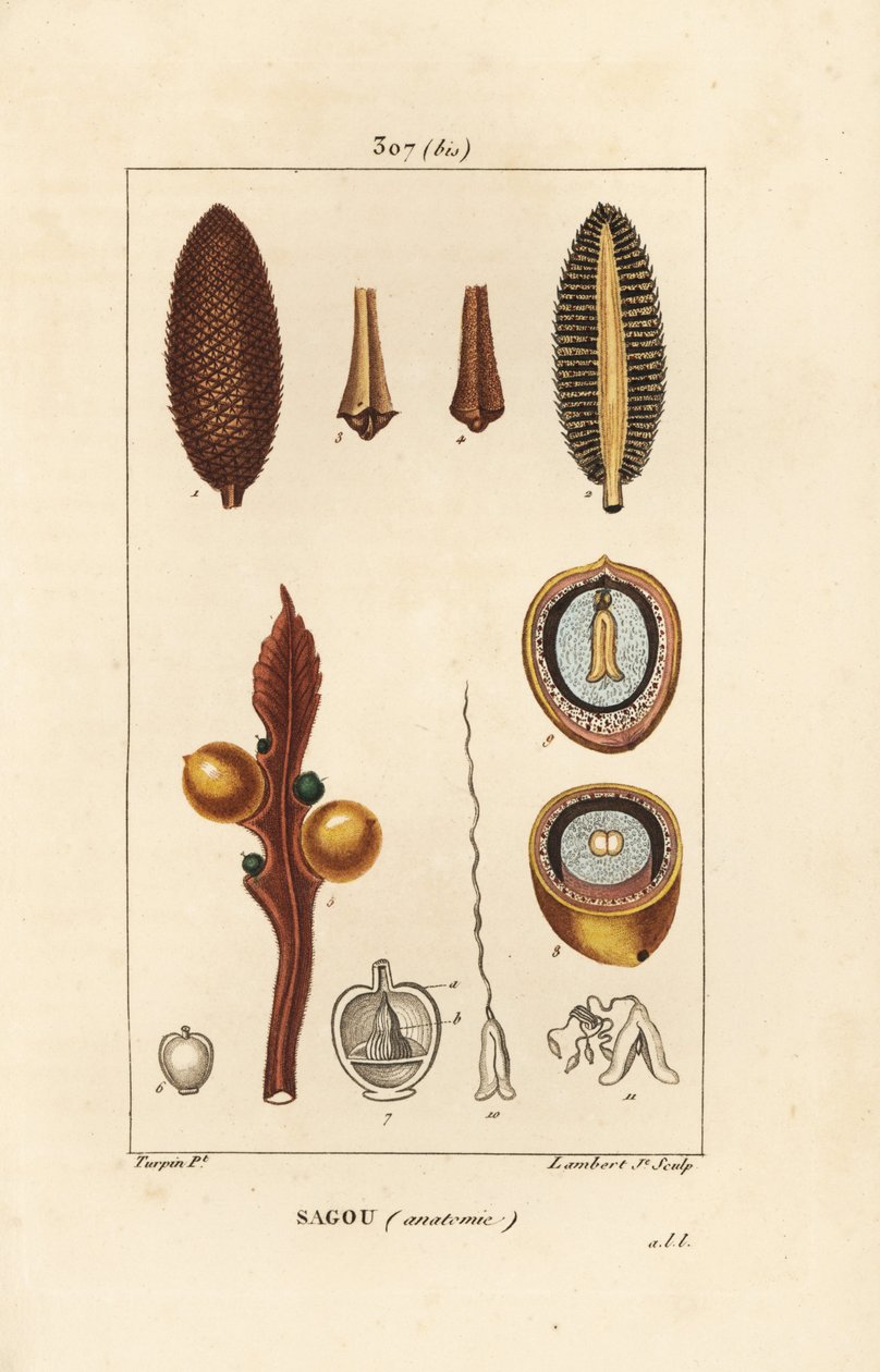 大树枝或大苏铁种子--皇后苏铁，Cycas circinalis，显示种子和截面。濒临灭绝。小Lambert根据Pierre Jean-Francois Turpin的画作进行的手绘立体铜版画，该画出自Chaumeton, Poiret和Chamberet的《La》。 作者 皮埃尔·让·弗朗索瓦·特平