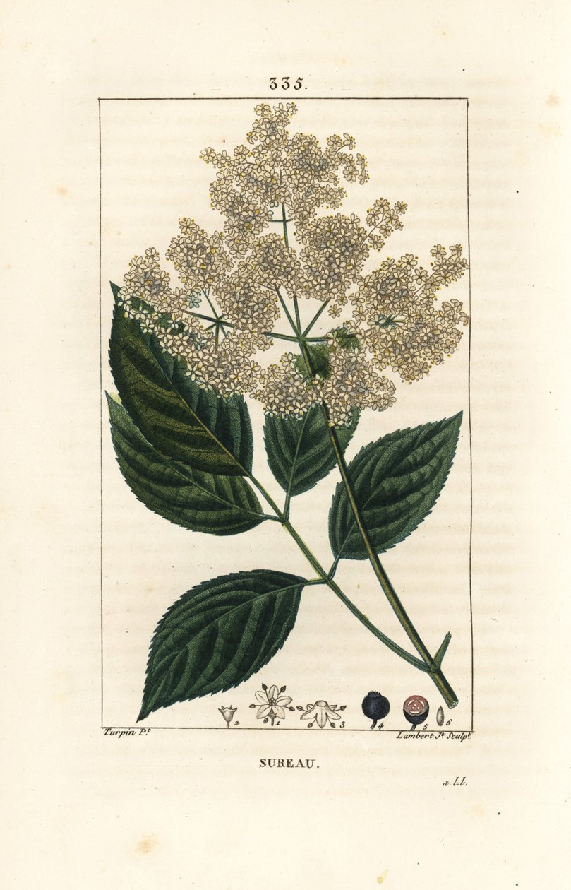 大接骨木或黑接骨木--普通接骨木，Sambucus nigra。小Lambert根据Pierre Jean-Francois Turpin的画作进行的手绘硬笔铜版画，出自Chaumeton, Poiret和Chamberet的《La Flore Medicale》，巴黎，Panck 作者 皮埃尔·让·弗朗索瓦·特平