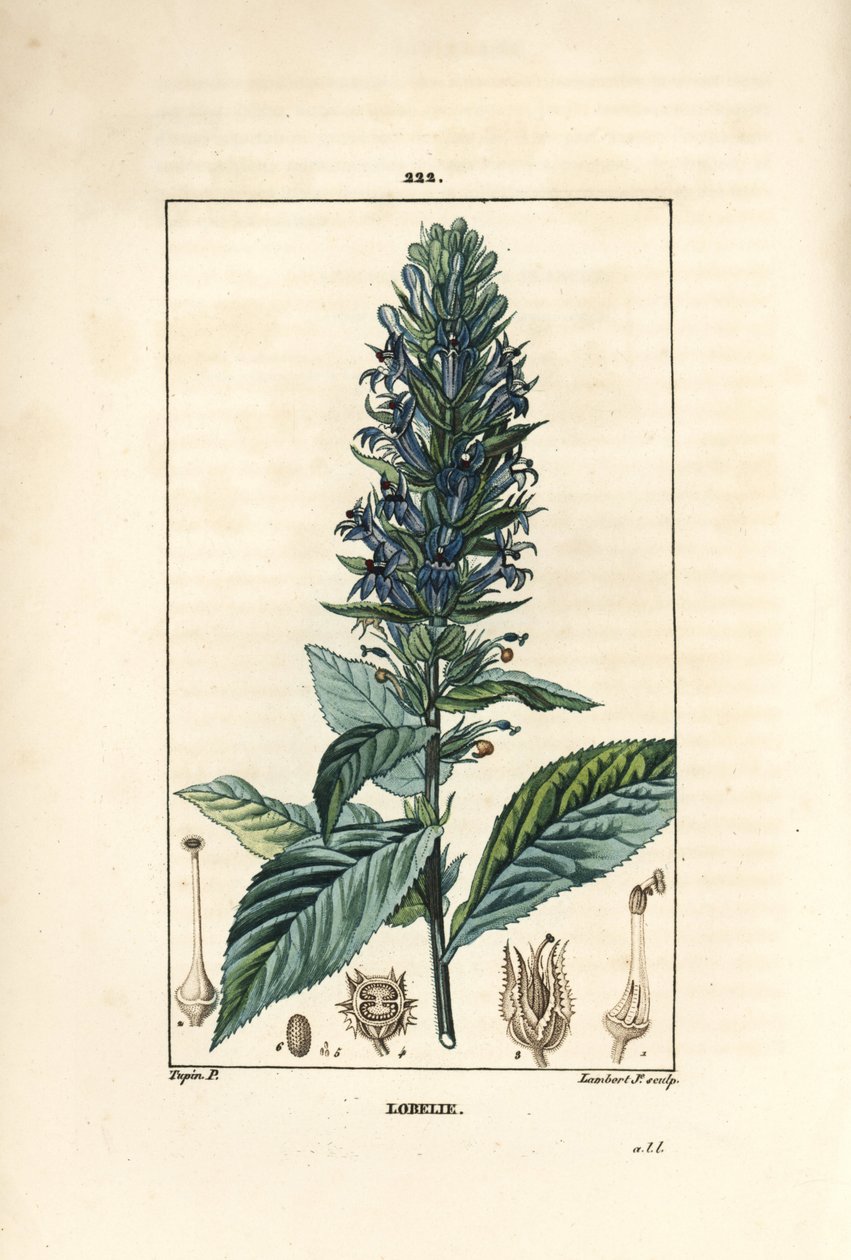 大叶女贞或虹膜女贞--蓝雀花，Lobelia syphilitica。小Lambert根据Pierre Jean-Francois Turpin的画作进行的手绘立体铜版画，该画作出自Chaumeton, Poiret和Chamberet的《La Flore Medicale》，Par 作者 皮埃尔·让·弗朗索瓦·特平