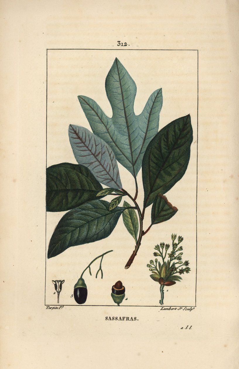 Laurier des Iroquois - 白色黄樟树，黄樟albidum，有花、叶、果实和种子。 Lambert Junior 手绘点画铜版画，出自 Pierre Jean-Francois Turpin 的画作，来自 Chaumeton、Poiret 和 Chamberet 的“La Flore” 作者 皮埃尔·让·弗朗索瓦·特平