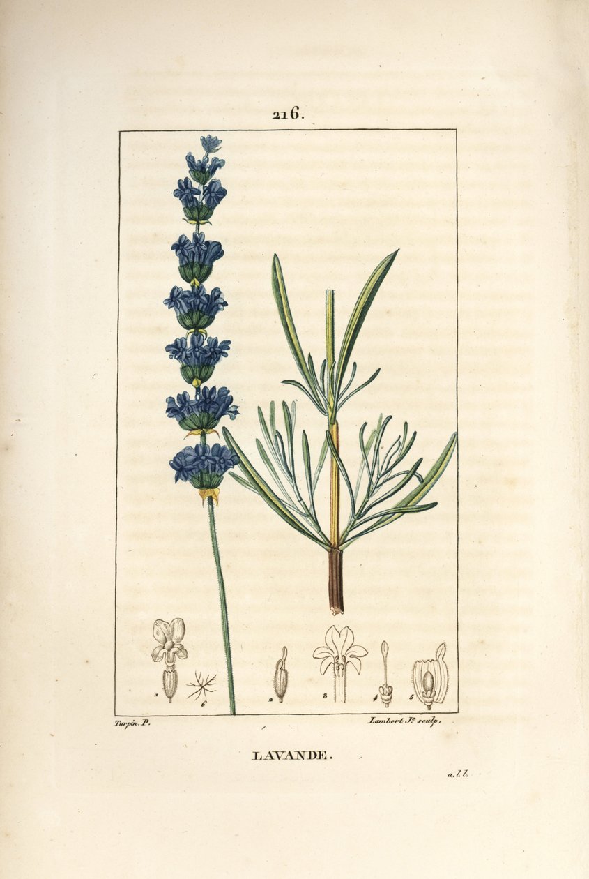 Lavender aspic - Lavender, Lavendula spica. Handcoloured stipple copperplate engraving by Lambert Junior from a drawing by Pierre Jean-Francois Turpin from Chaumeton, Poiret and Chamberet