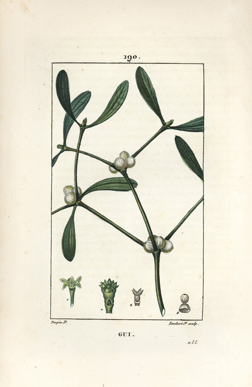 叶槲寄生 - 槲寄生，Vissperm 专辑。 Lambert Junior 手绘点画铜版画，出自 Chaumeton、Poiret 和 Chamberet 的“La Flore Medicale”，巴黎，Panckoucke 的 Pierre Jean-Francois Turpin 的画作 作者 皮埃尔·让·弗朗索瓦·特平
