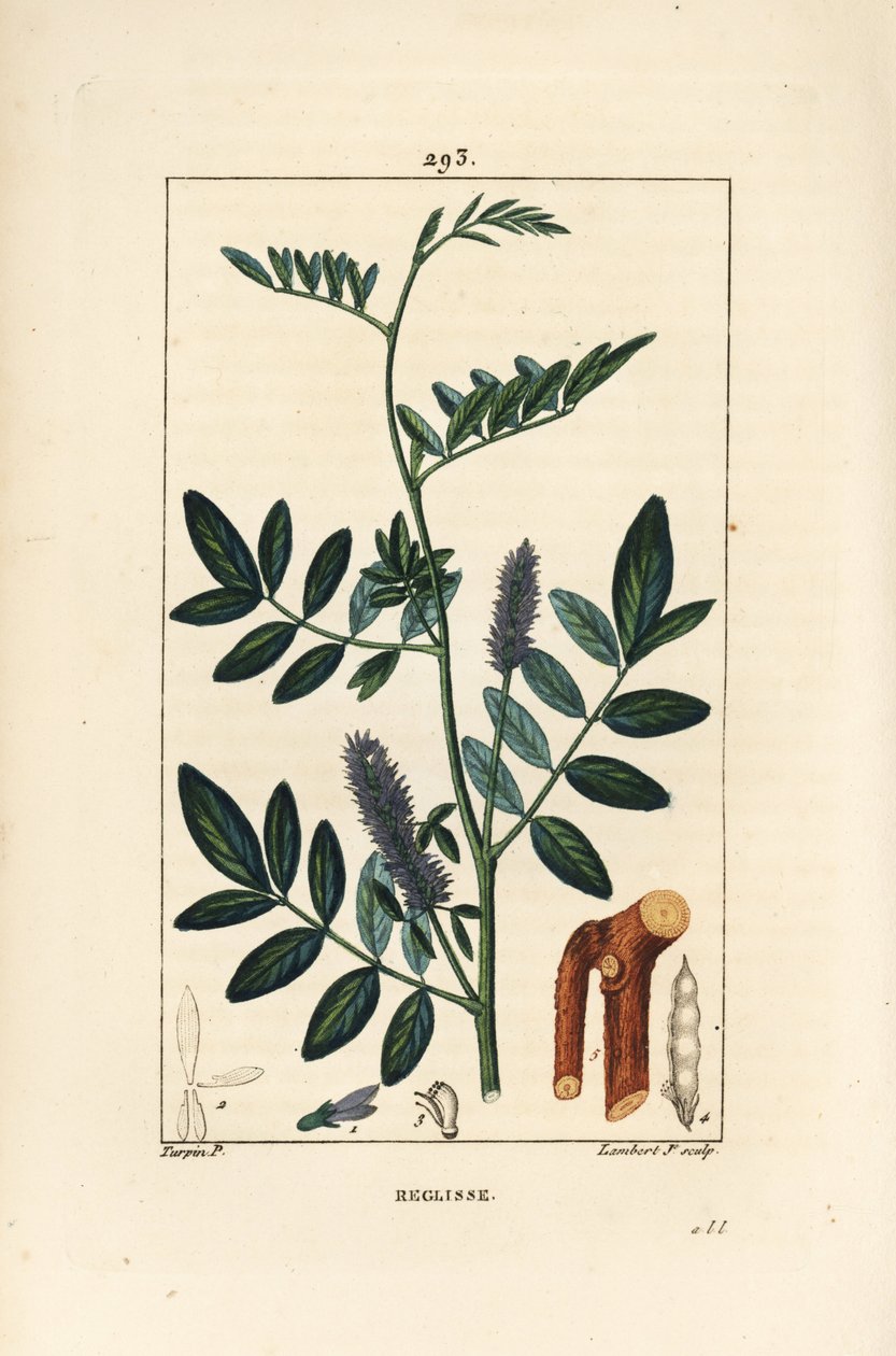 甘草或甘草，Glycyrrhiza glabra，有花、叶、树皮、木枝和种子。小Lambert根据Pierre Jean-Francois Turpin的画作进行的手绘硬笔铜版画，该画作出自Chaumeton, Poiret和Chamberet的《La Flore Medical》。 作者 皮埃尔·让·弗朗索瓦·特平