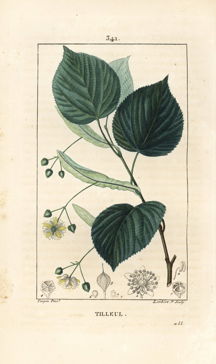 Lime tree or linden tree, Tilia europea, with leaf, branch, flower and seed. Handcoloured stipple copperplate engraving by Lambert Junior from a drawing by Pierre Jean-Francois Turpin from Chaumeton, Poiret and Chamberet
