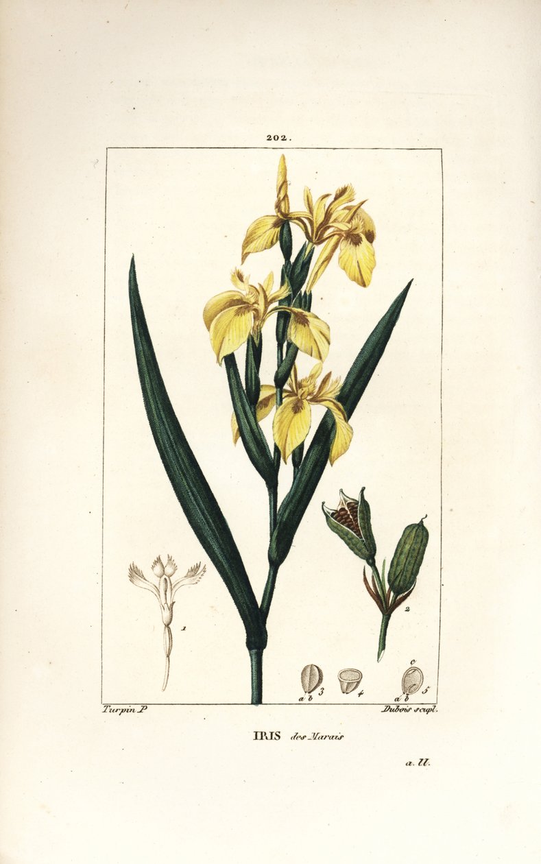 沼泽鸢尾花或水黄鸢尾花--黄鸢尾花，Iris palustris lutea，花、叶和种子荚。小Lambert根据Pierre Jean-Francois Turpin的画作进行的手绘立体铜版画，该画作出自Chaumeton, Poiret和Chamberet的《La Flore Me》。 作者 皮埃尔·让·弗朗索瓦·特平