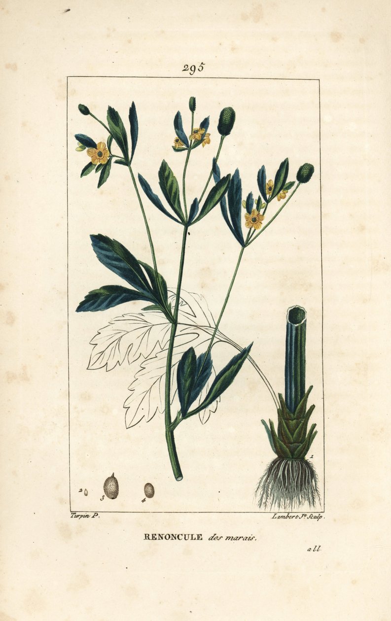 沼泽万寿菊，沼泽人口或水万寿菊--沼泽万寿菊或沼泽乌头，Caltha palustris（Ranunculus palustris），有花、叶、茎、根和种子。小Lambert根据Pierre Jea的画作进行的手绘硬笔铜版画。 作者 皮埃尔·让·弗朗索瓦·特平