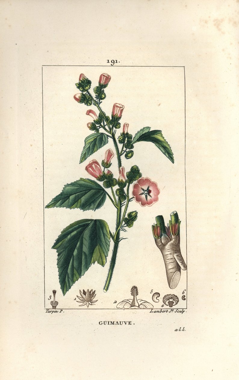 棉花糖、野生棉花糖或白锦葵 - 棉花糖，Althaea officinalis。 Lambert Junior 手绘点画铜版画，来自 Chaumeton、Poiret 和 Chamberet 的“La Flore Medicale”，Par 作者 皮埃尔·让·弗朗索瓦·特平
