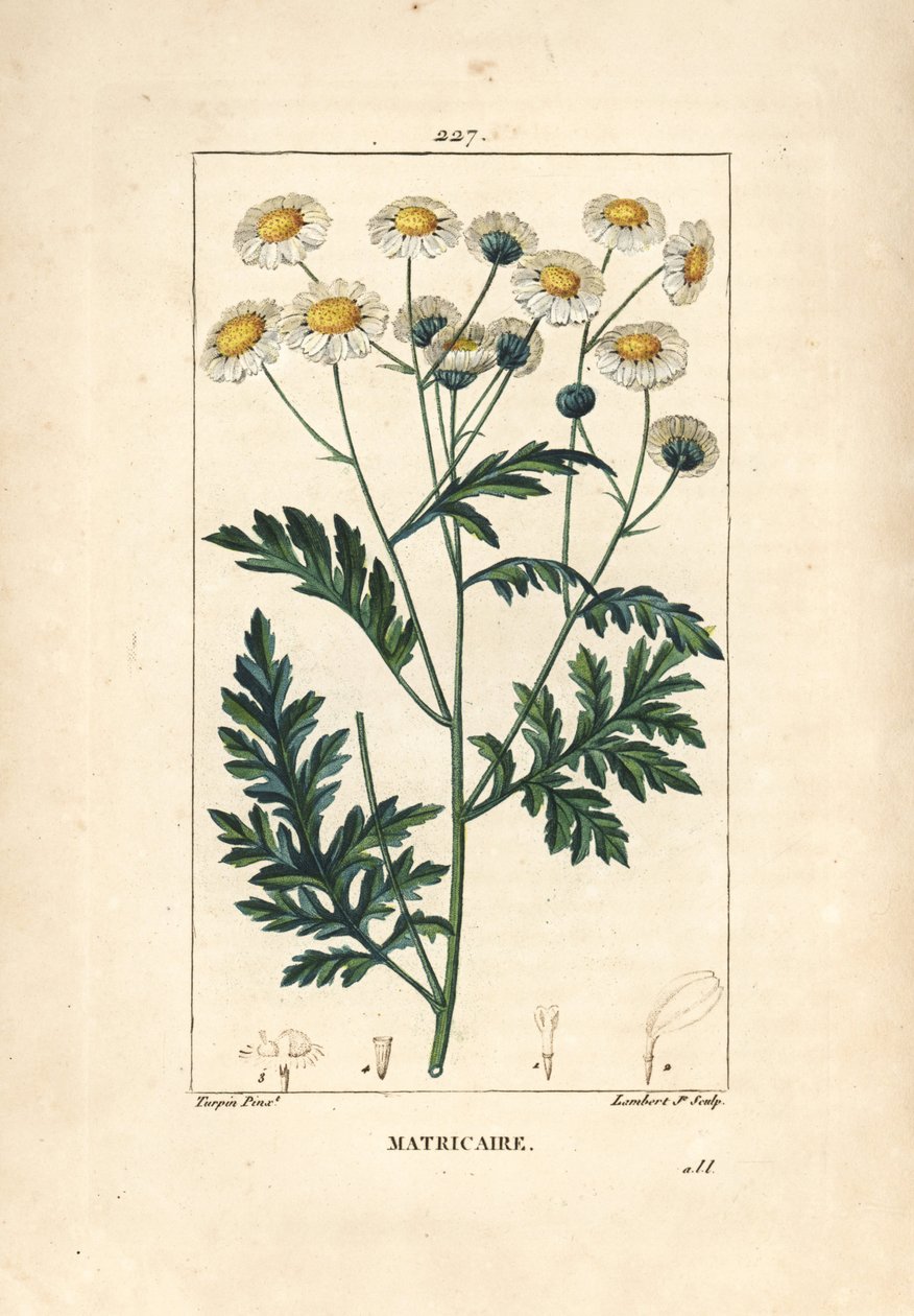 Matricary - Feverfew, Matricaria vulgaris.小Lambert根据Pierre Jean-Francois Turpin的画作进行的手绘硬笔铜版画，出自Chaumeton, Poiret和Chamberet的《La Flore Medicale》，巴黎，Panckoucke。 作者 皮埃尔·让·弗朗索瓦·特平