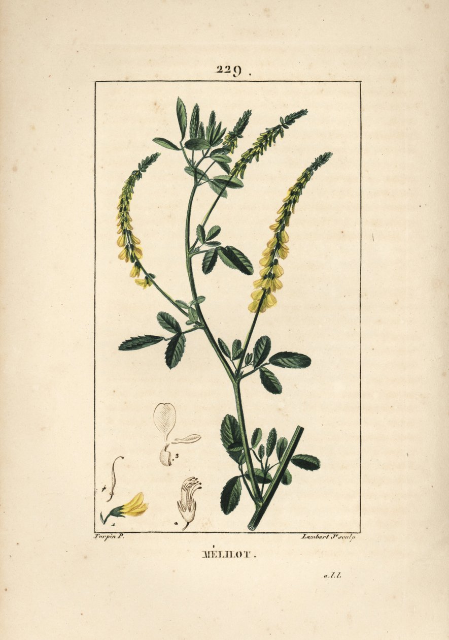 Melilot - Melilot三叶草，Melitotus officinarum。小Lambert根据Pierre Jean-Francois Turpin的画作进行的手绘硬笔铜版画，出自Chaumeton, Poiret和Chamberet的《La Flore Medicale》，巴黎，Panckoucke 作者 皮埃尔·让·弗朗索瓦·特平