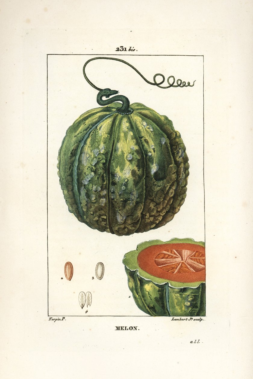 甜瓜，水果 - 甜瓜，Cucumis 甜瓜，水果切片。 Lambert Junior 手绘点画铜版画，出自 Chaumeton、Poiret 和 Chamberet 的“La Flore Medicale”，巴黎，Panckoucke 的 Pierre Jean-Francois Turpin 的画作 作者 皮埃尔·让·弗朗索瓦·特平