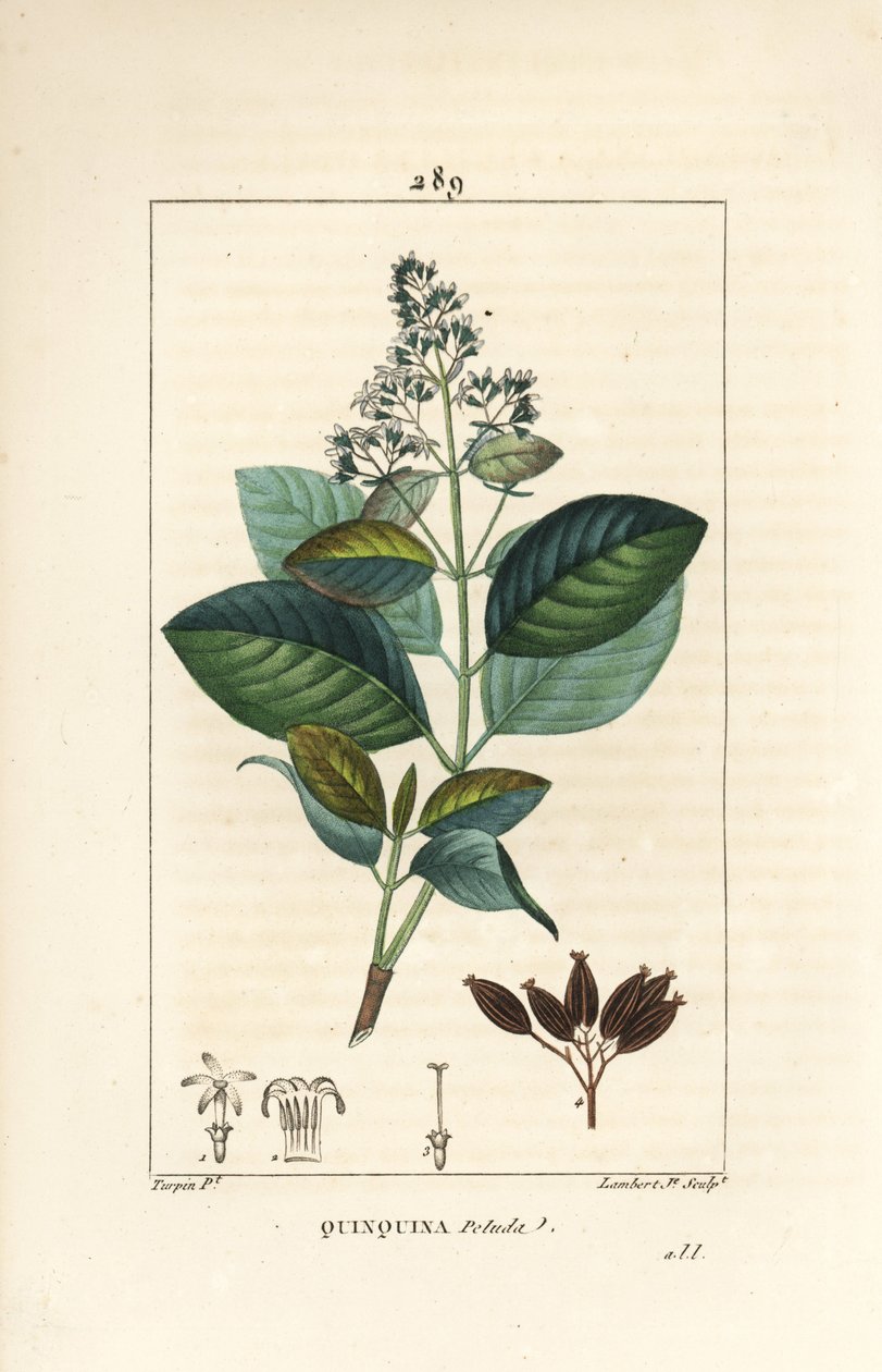 Michurago 或 fruta de mono，Ladenbergia macrocarpa（金鸡纳椭圆形），有花、叶、茎和种子。 Lambert Junior 手绘点画铜版画，出自 Chaumeton、Poiret 和 Chamberet 的“皮埃尔·让·弗朗索瓦·特平（Pierre Jean-Francois Turpin）” 作者 皮埃尔·让·弗朗索瓦·特平