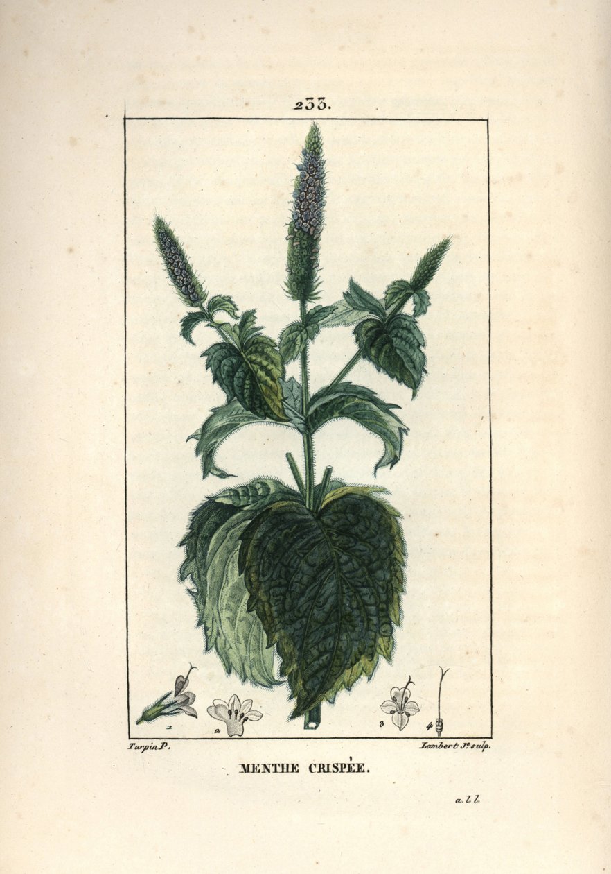 薄荷脆皮，卷曲或空心 - 卷曲薄荷，薄荷。 Lambert Junior 手绘点画铜版画，出自 Chaumeton、Poiret 和 Chamberet 的“La Flore Medicale”，巴黎，Panckoucke 的 Pierre Jean-Francois Turpin 的画作 作者 皮埃尔·让·弗朗索瓦·特平