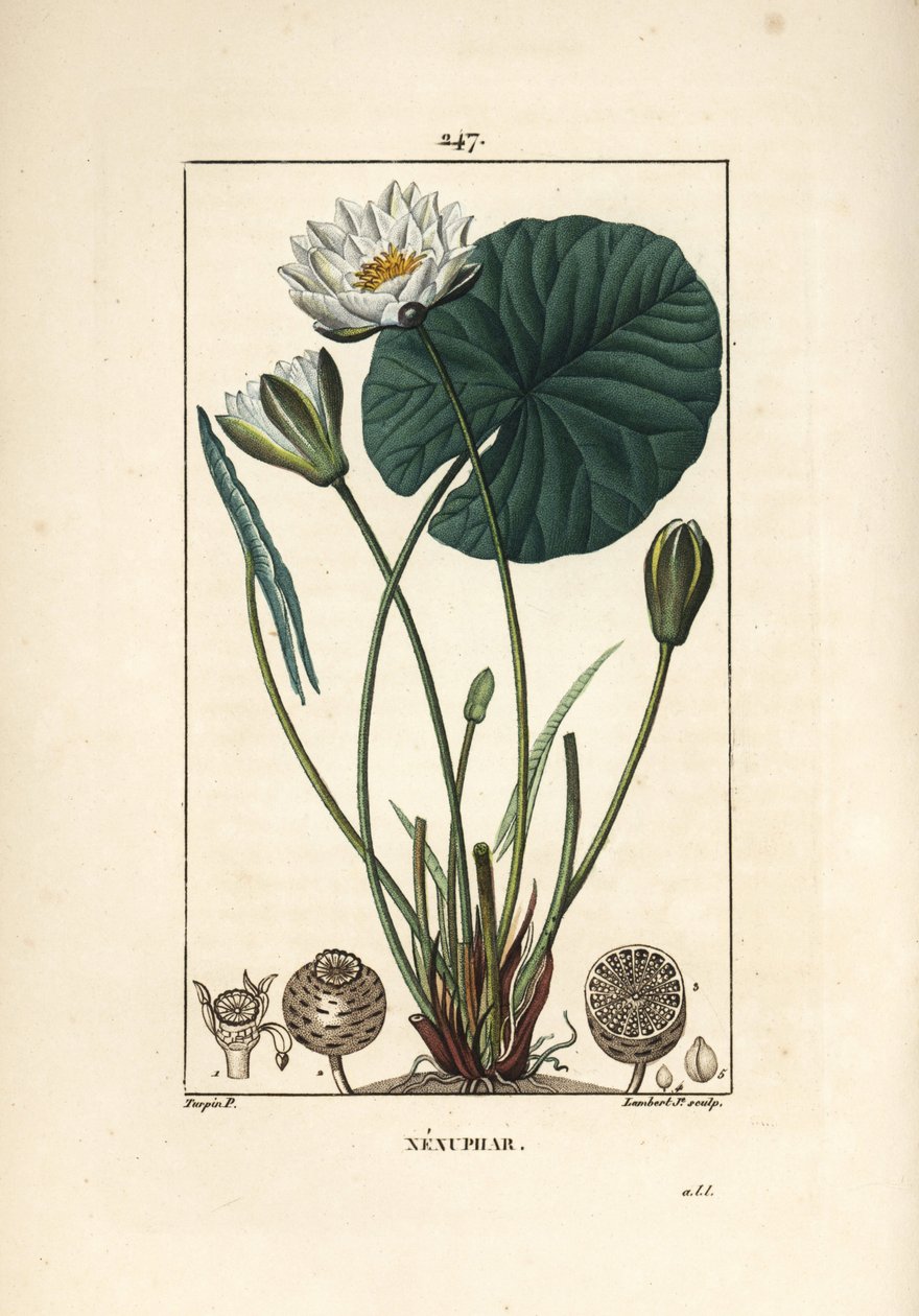 Nenuphar blanc - 白睡莲，睡莲，有叶、花、种子荚和种子。 Lambert Junior 手绘点画铜版画，来自 Chaumeton、Poiret 和 Chamberet 的“La Flore Medicale”的 Pierre Jean-Francois Turpin 的画作， 作者 皮埃尔·让·弗朗索瓦·特平