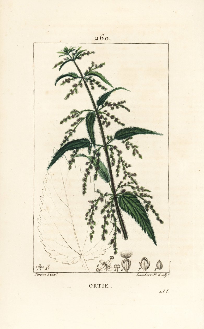 荨麻 - 常见的刺荨麻，Urtica dioica，有花、种子、茎和叶子的轮廓。小兰伯特根据皮埃尔-让-弗朗索瓦-图尔平的画作进行的手绘立体铜版画，该画作出自肖梅顿、波尔特和张贝的《花卉医学》。 作者 皮埃尔·让·弗朗索瓦·特平