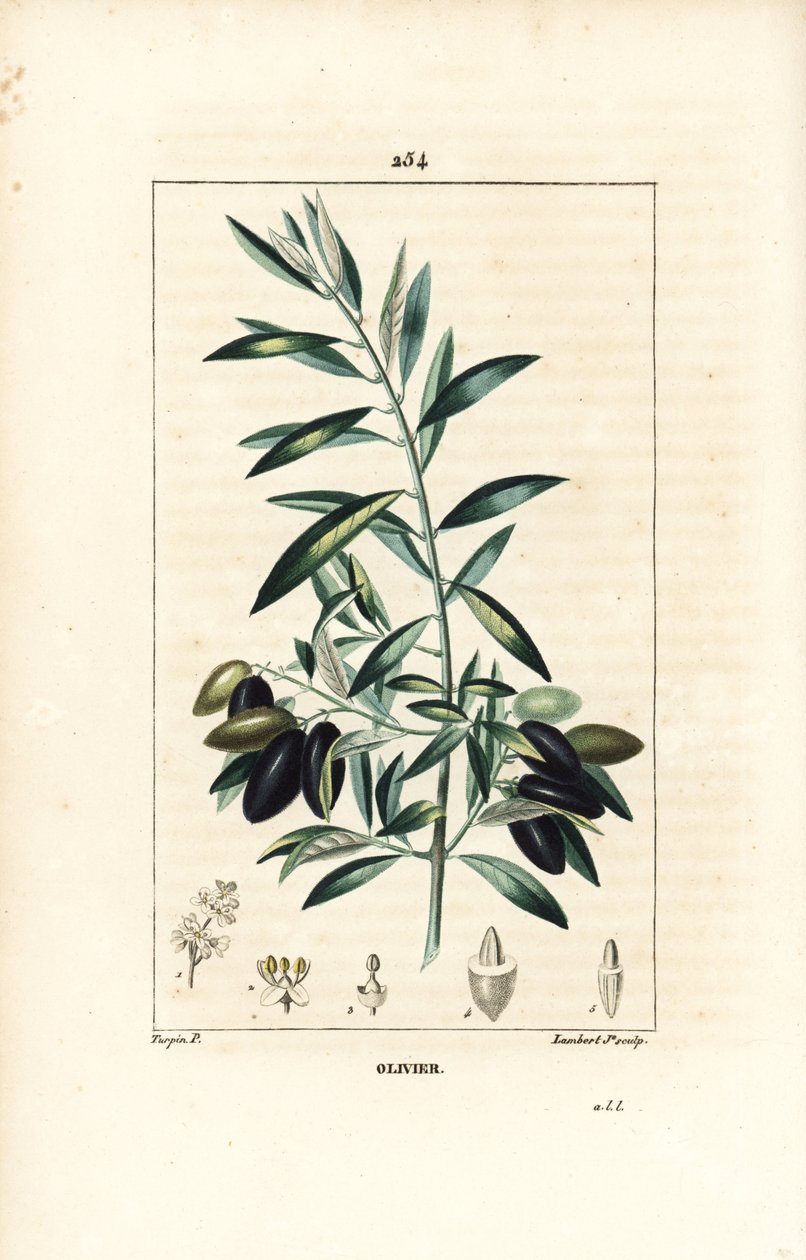 Olivier - 橄榄树，Olea europaea，有叶子、树枝、果实和种子。 Lambert Junior 手绘点画铜版画，出自 Chaumeton、Poiret 和 Chamberet 的“La Flore Medicale”，巴黎，Panckou 的 Pierre Jean-Francois Turpin 的画作 作者 皮埃尔·让·弗朗索瓦·特平