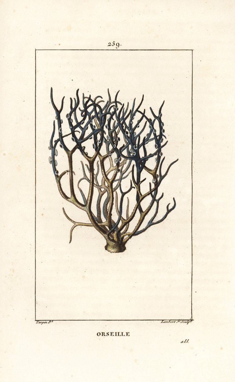 Orseille 或法国紫（地衣） - Orcein 或 archil、Roccella tinctoria、用于来自佛得角群岛的染料的地衣。 Lambert Junior 手绘点画铜版画，来自 Chaumeton 和 Poiret 的 Pierre Jean-Francois Turpin 的画作 作者 皮埃尔·让·弗朗索瓦·特平