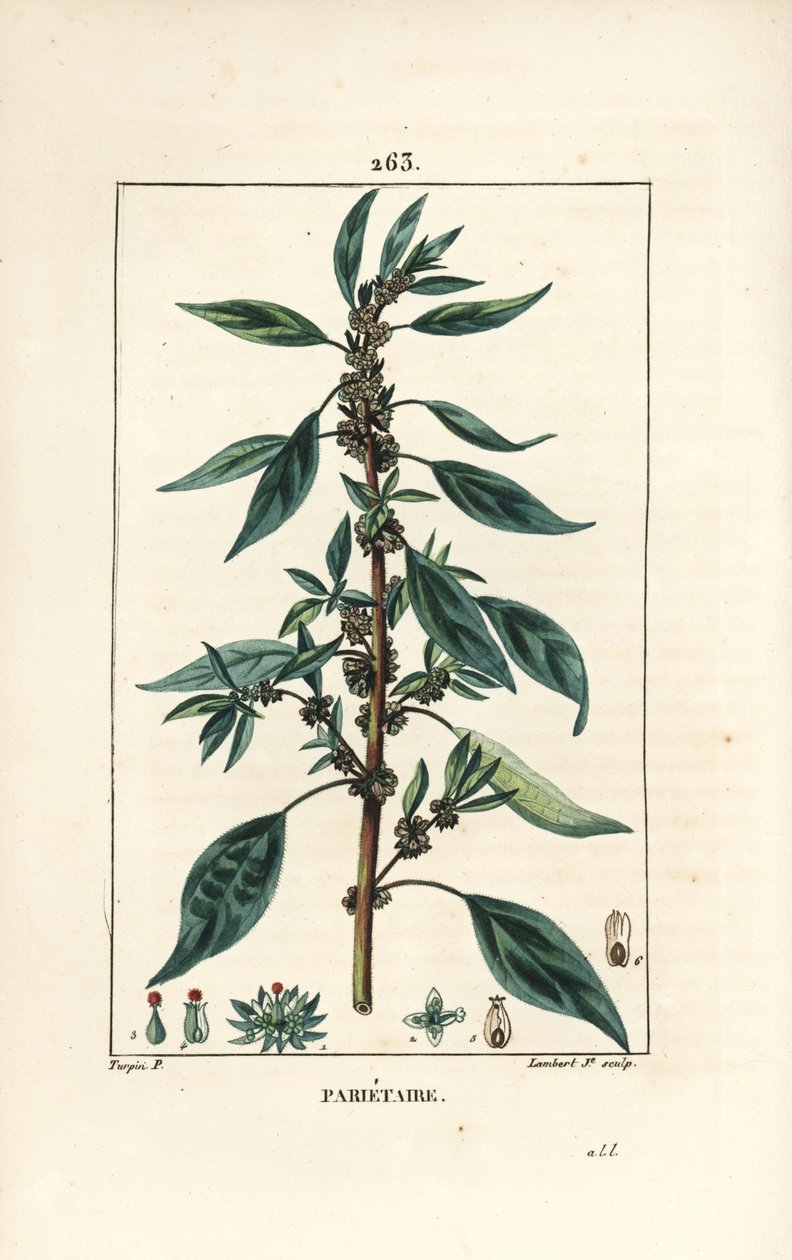 Parietaire officinale（或 Perce wallaille、Casse pierre、Espargoule、Gamberoussette） - Wall pellitory，Parietaria officinalis，有茎、叶、花和种子。 小兰伯特根据 Pierre Jean-Fra 的画作手绘点画铜版画 作者 皮埃尔·让·弗朗索瓦·特平