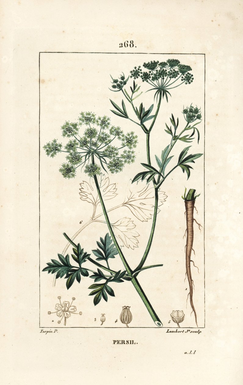 欧芹--花园欧芹，Petroselinum crispum，有花、叶、茎、根和种子。小Lambert根据Pierre Jean-Francois Turpin的画作进行的手绘立体铜版画，该画作出自Chaumeton, Poiret 和 Chamberet的《La Flore Medicale》。 作者 皮埃尔·让·弗朗索瓦·特平