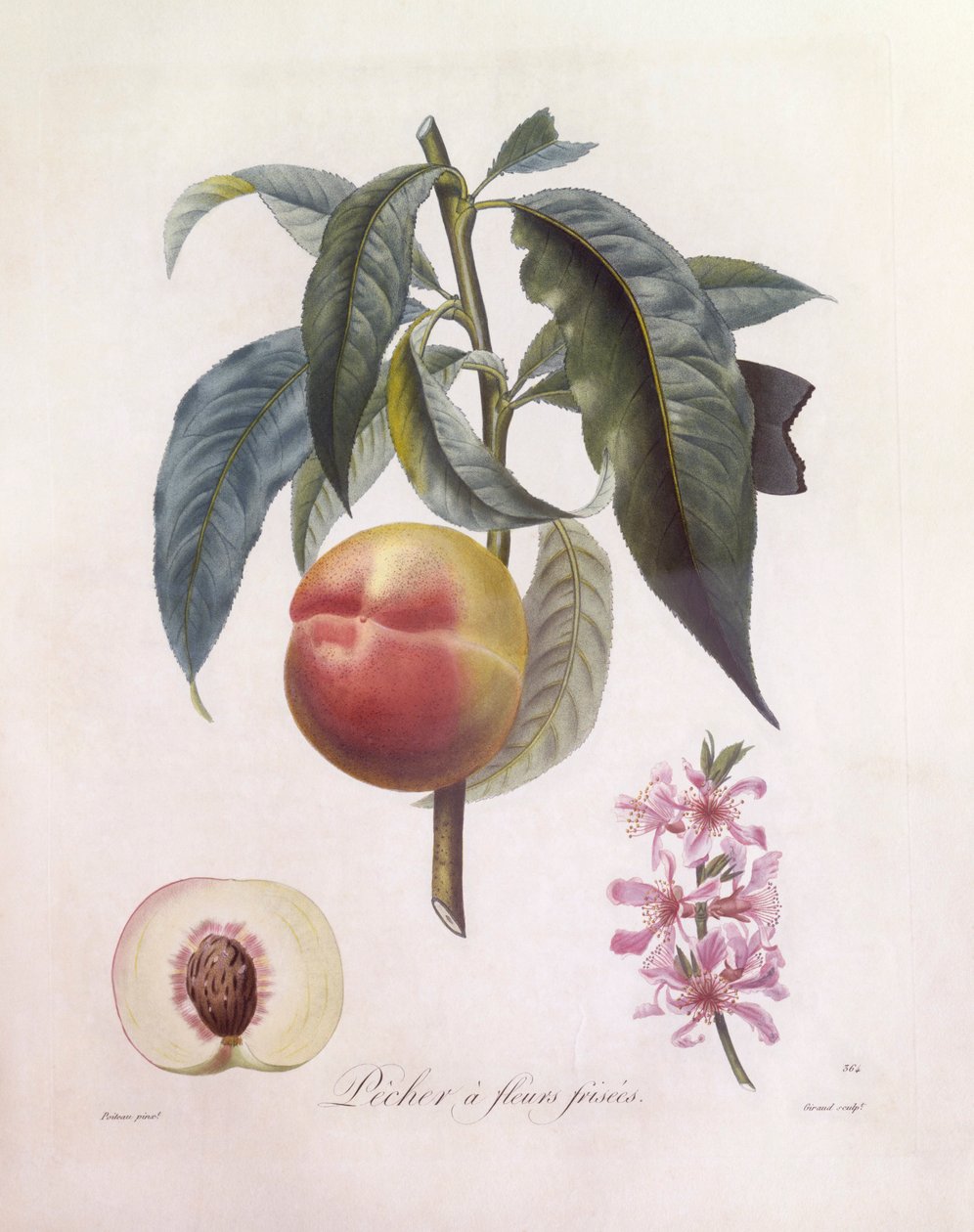 桃子（Prunus persica），Henry Louis Duhamel du Monceau，Pierre Jean Francois Turpin的植物图版 作者 皮埃尔·让·弗朗索瓦·特平