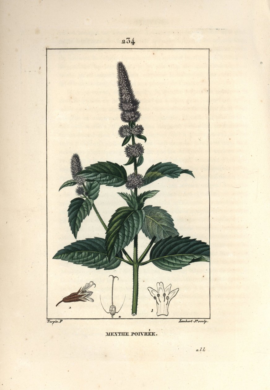 薄荷 - 薄荷，薄荷。 Lambert Junior 手绘点画铜版画，出自 Chaumeton、Poiret 和 Chamberet 的“La Flore Medicale”，巴黎，Panckoucke 的 Pierre Jean-Francois Turpin 的画作 作者 皮埃尔·让·弗朗索瓦·特平
