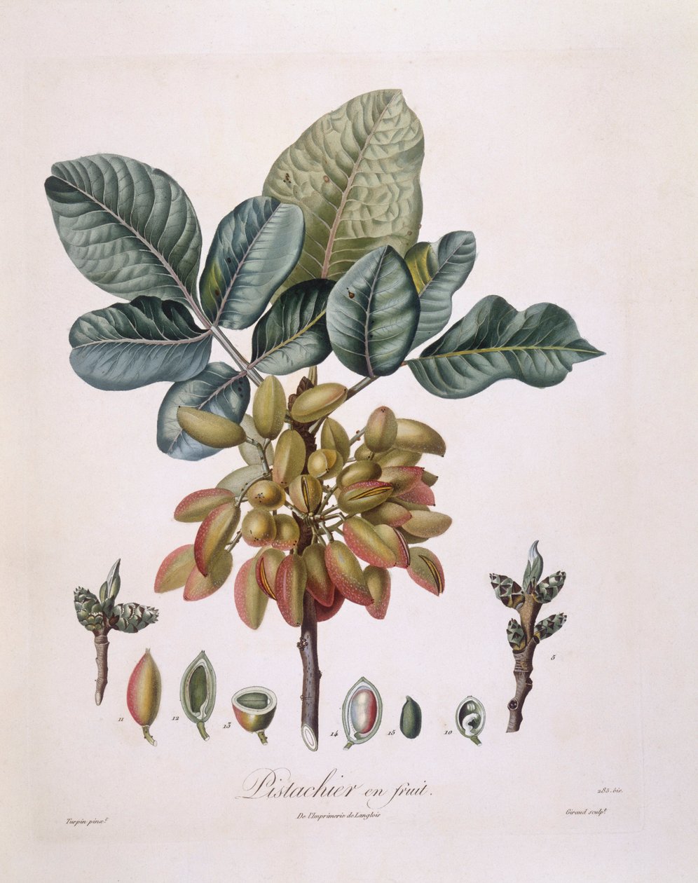 开心果（Pistacia vera），亨利-路易斯-杜哈梅尔-杜蒙索，皮埃尔-让-弗朗索瓦-图尔班的植物图版 作者 皮埃尔·让·弗朗索瓦·特平