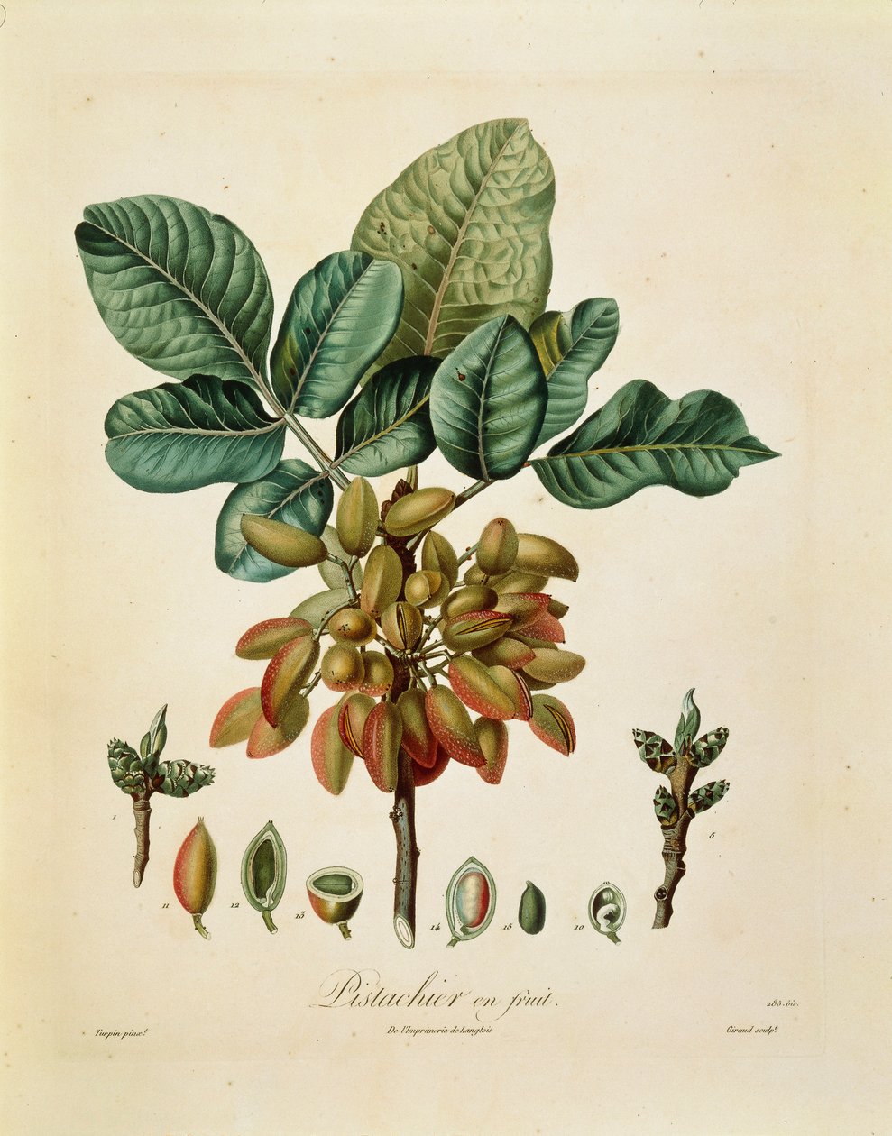 开心果（Pistacia vera）作者：Francois Turpin 作者 皮埃尔·让·弗朗索瓦·特平
