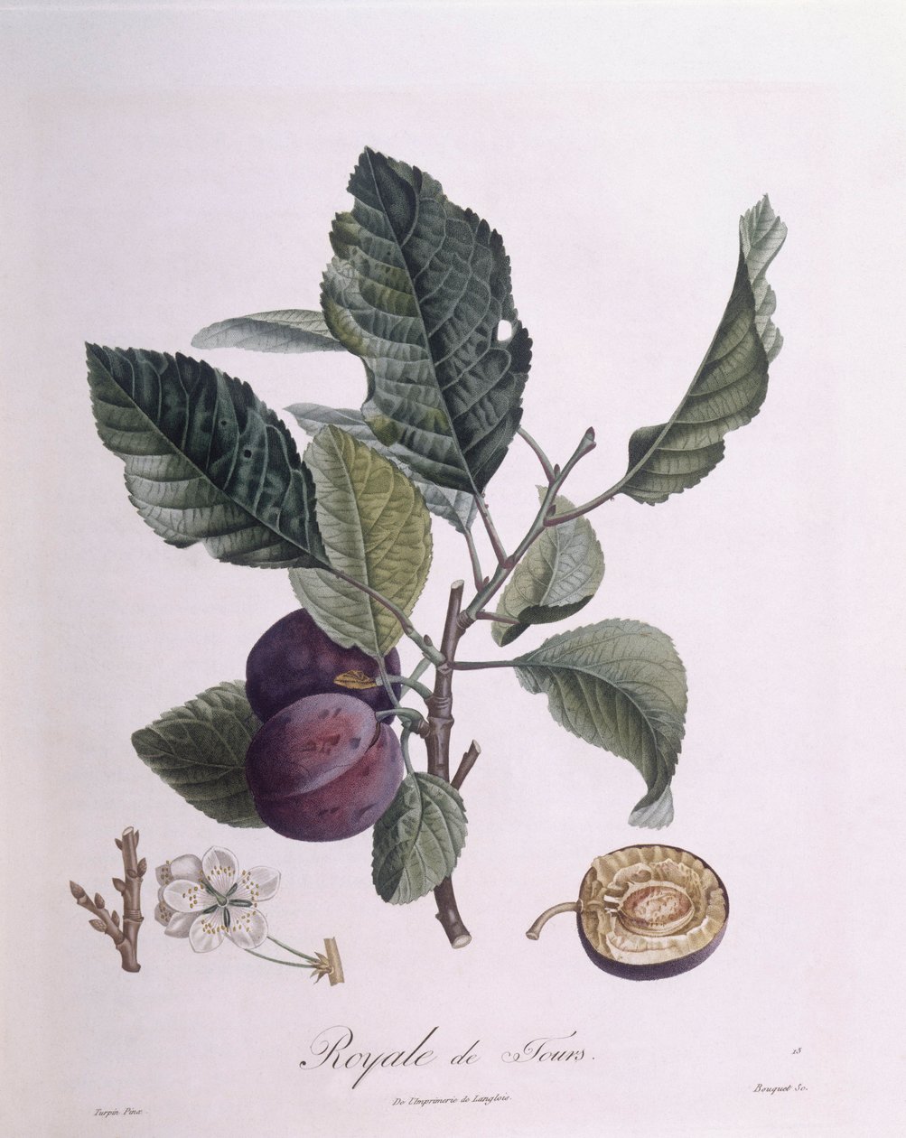 Plum "Royale de Tours", Henry Louis Duhamel du Monceau, Pierre Jean Francois Turpin 植物盘 作者 皮埃尔·让·弗朗索瓦·特平