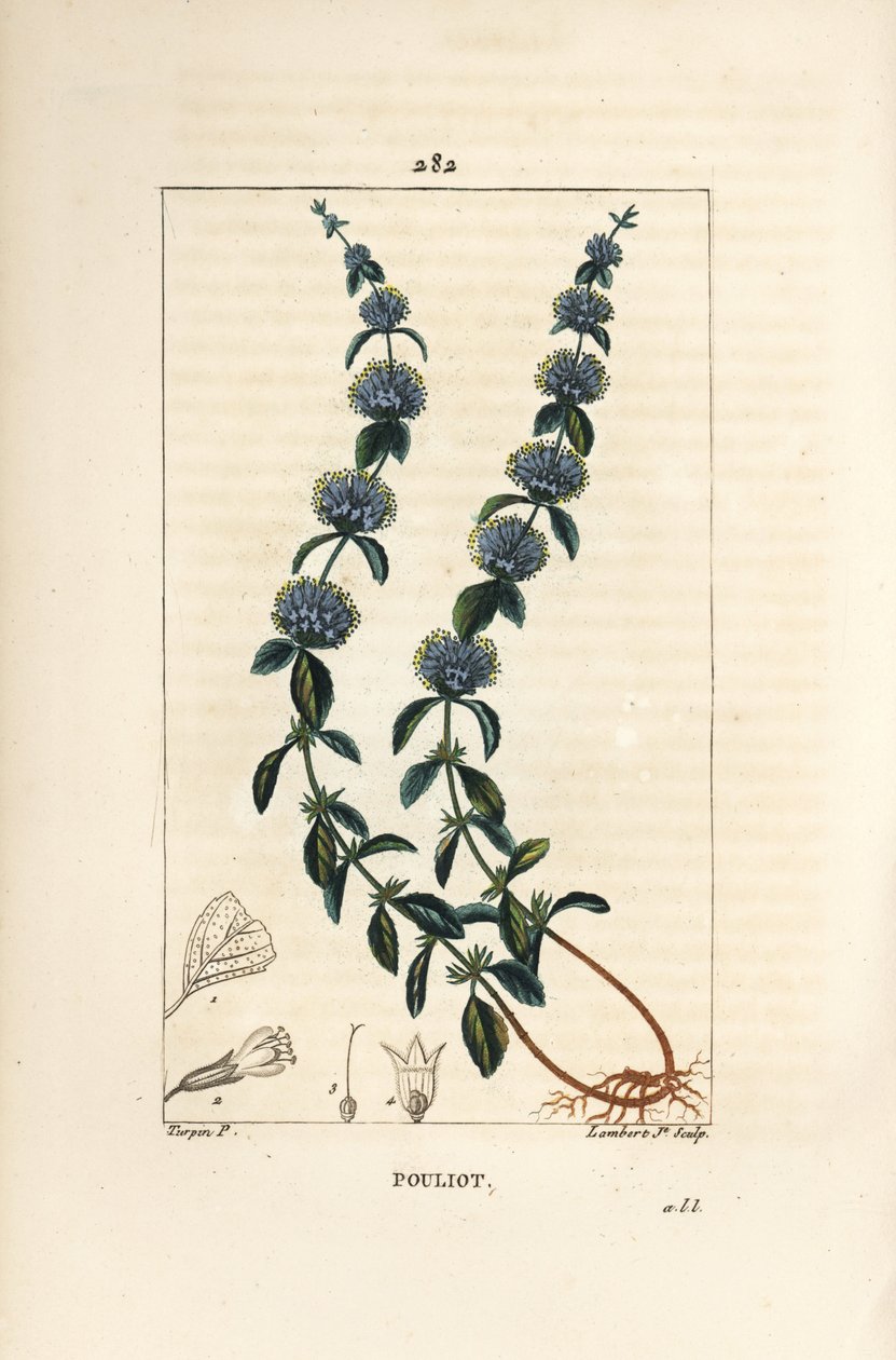 Pouliot薄荷 - Pennyroyal薄荷，Mentha pulegium，有花、叶、茎、根和种子。小兰伯特根据皮埃尔-让-弗朗索瓦-图尔平的画作进行的手绘立体铜版画，出自肖梅顿、波尔特和张贝的《医学花卉》。 作者 皮埃尔·让·弗朗索瓦·特平