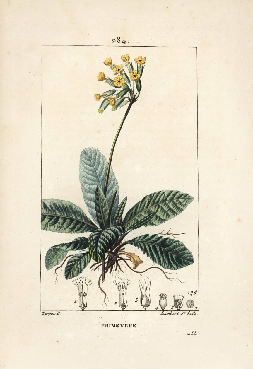 Primevere officinale ou brerelle, cuckoo, Herb a la paralysis, Herb de Saint Paul, primerolle - Cowslip, Primula veris, 显示花、叶和根。 小兰伯特根据 Pierre Jean-Francois Turp 绘制的手绘点画铜版画 作者 皮埃尔·让·弗朗索瓦·特平