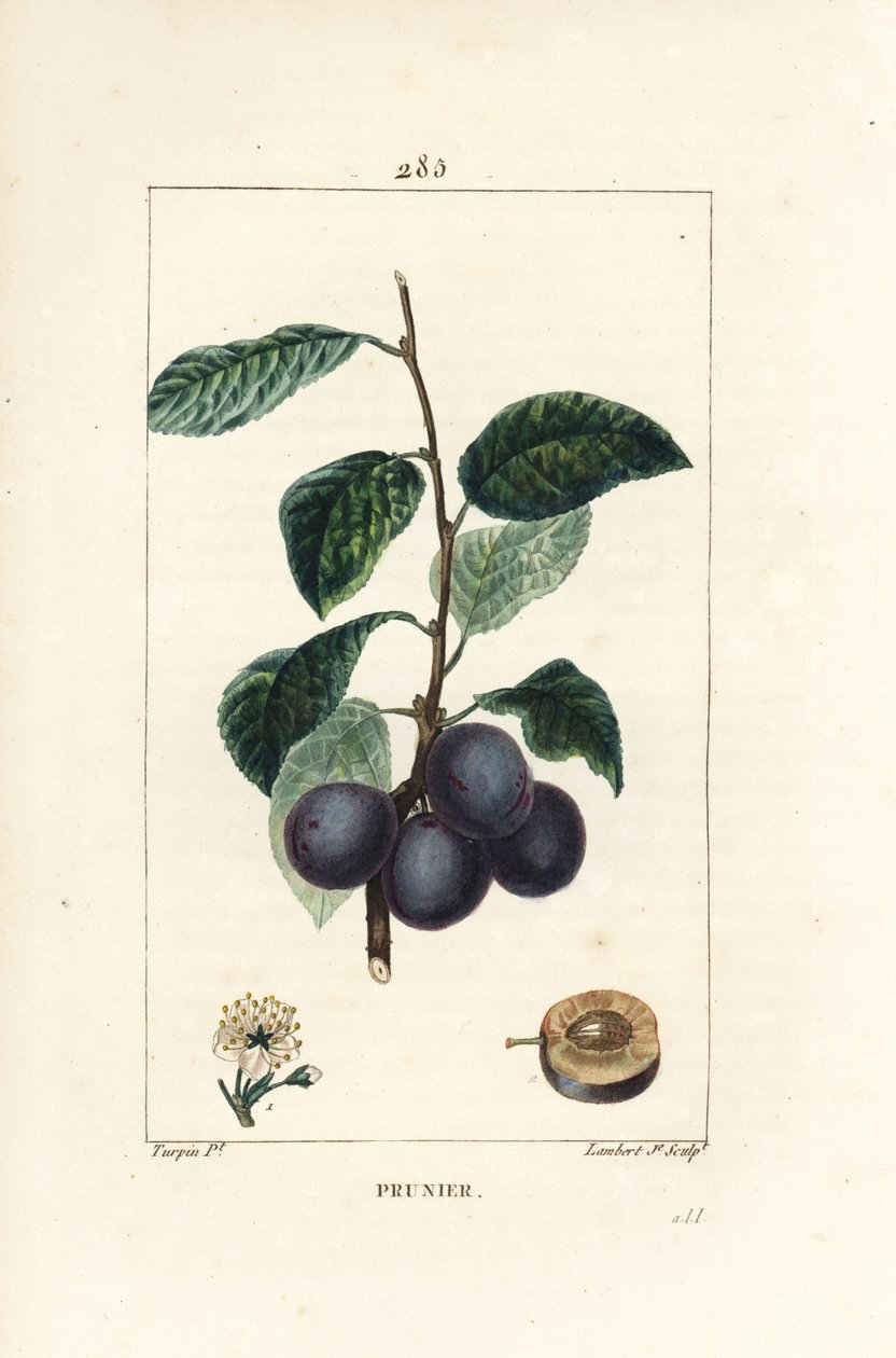 李子 - 李子或梅树，Prunus domestica，有果实、叶子、花朵、树枝和成熟的果实的截面。小兰伯特根据皮埃尔-让-弗朗索瓦-图尔平的画作进行的手绘立体铜版画，该画选自肖梅顿、普瓦雷和张贝的《L》。 作者 皮埃尔·让·弗朗索瓦·特平