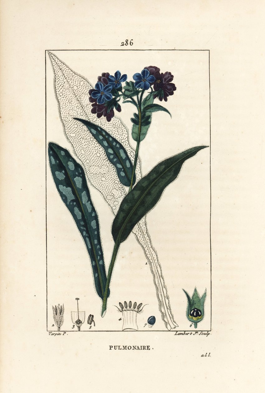 Pulmonary officinale - 肺草，Pulmonaria officinalis，有花、叶、茎和叶的轮廓。小Lambert根据Pierre Jean-Francois Turpin的画作进行的手绘立体铜版画，该画作出自Chaumeton, Poiret和Chamberet的《La》。 作者 皮埃尔·让·弗朗索瓦·特平