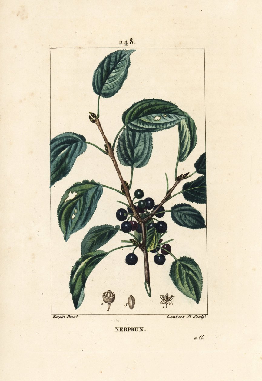 炼狱沙棘，阴性沙棘或药用沙棘 - 炼狱沙棘，Rhamnus cathartica。小兰伯特根据皮埃尔-让-弗朗索瓦-图尔平的画作进行的手绘立体铜版画，出自肖梅顿、普瓦雷和张贝的《La》。 作者 皮埃尔·让·弗朗索瓦·特平