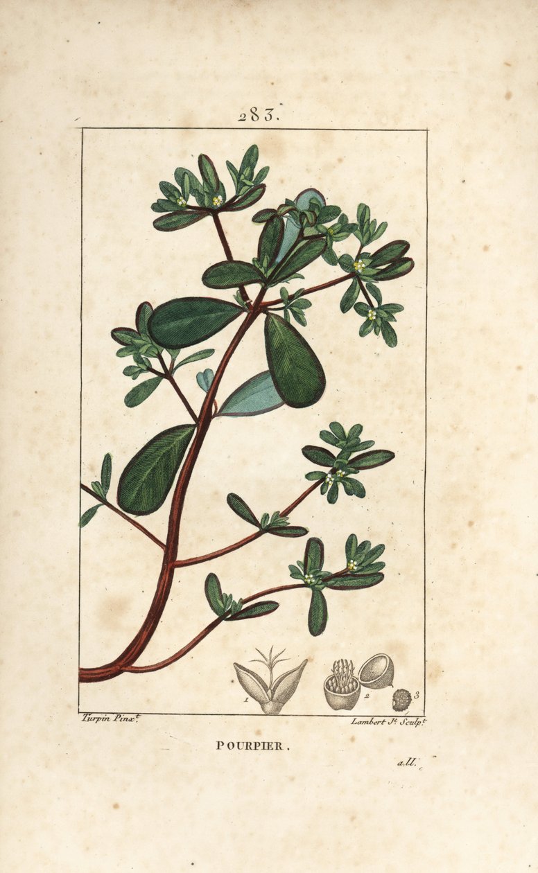 马齿苋，Porcelane，Porculaca oleracea，有叶、茎和花。 Lambert Junior 手绘点画铜版画，来自 Chaumeton、Poiret 和 Chamberet 的“La Flore Medicale”，巴黎，Panckouck 的 Pierre Jean-Francois Turpin 的画作 作者 皮埃尔·让·弗朗索瓦·特平